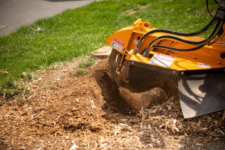 What to Do with Stumps After Tree Removal